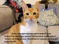 Домашняя кошка - Фото: 5