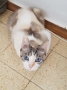 Домашняя кошка - Фото: 2