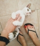 Домашняя кошка - Фото: 4